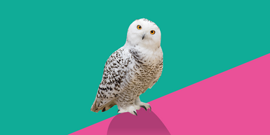 Bild: Schneeeule vor pink-grünem Hintergrund